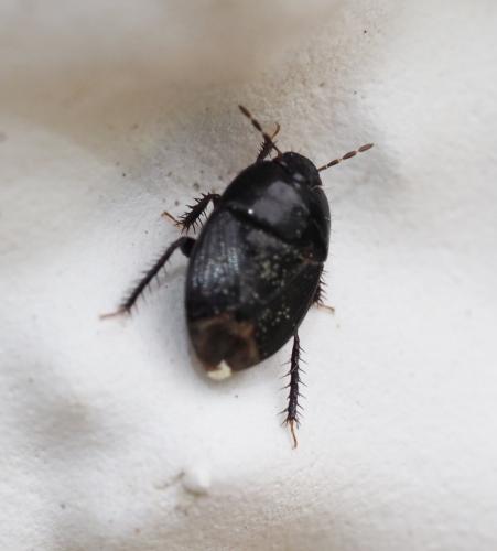Réf. 229 220 : Geotomus sp.